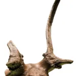 deer sculls were found at Star Carr